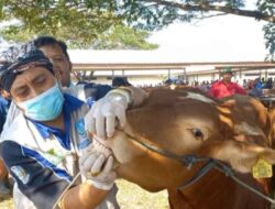 Pemkab Madiun Periksa Hewan Kurban