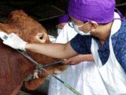 Pemerintah Kota Surabaya Imbau Warga Tidak Buang Rumen Hewan Kurban Di Sungai.