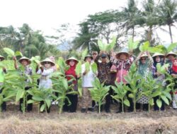 Pemkab Gresik Bersama Bea Cukai Panen Perdana Demplot Tembakau
