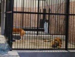 Warga Samarinda Tewas Diterkam Harimau Milik Majikannya