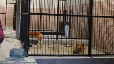 Warga Samarinda Tewas Diterkam Harimau Milik Majikannya