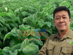 Dispertan Kabupaten Jombang Dukung Peningkatan Penghasilan Petani Tembakau