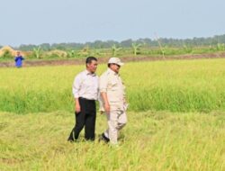 Berkunjung ke Papua Selatan, Presiden Prabowo Tinjau Langsung Panen Padi di Merauke