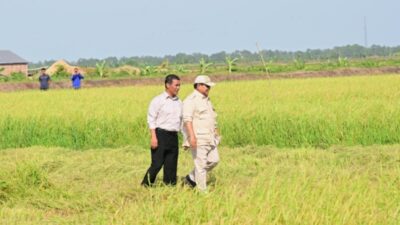 Berkunjung ke Papua Selatan, Presiden Prabowo Tinjau Langsung Panen Padi di Merauke