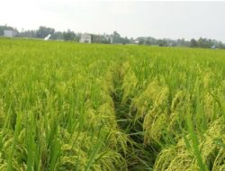 Disperta Jombang: 21 Ribu Hektar Tanaman Padi Panen Raya Maret 2025