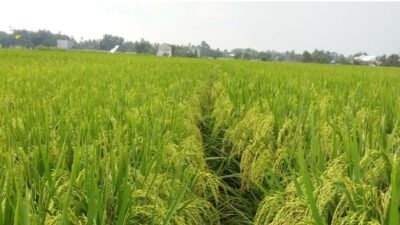 Disperta Jombang: 21 Ribu Hektar Tanaman Padi Panen Raya Maret 2025