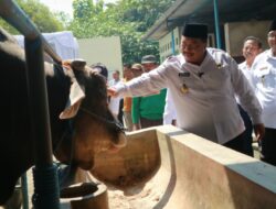 Pantau Sapi Kurban Milik Presiden, Bupati Jombang Pastikan Hewan Kurban Surplus dan Sehat