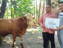 PT Ajinomoto dan PT Ajinex Internasional Hibah Sapi Qurban untuk Masjid Nurul Anwar