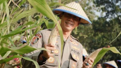 SPN Polda Jatim Gelar Panen Raya Jagung, Wujudkan Ketahanan Pangan