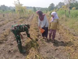 Satgas TMMD 125 Jalin Keakraban Lewat Belajar Bertani Kangkung Benih di Desa Kromong