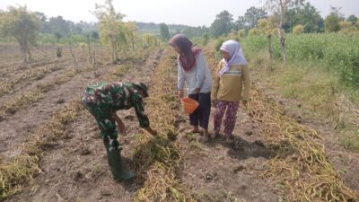 Satgas TMMD 125 Jalin Keakraban Lewat Belajar Bertani Kangkung Benih di Desa Kromong