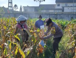 Dukung Ketahanan Pangan Nasional: Polresta Malang Kota dan Gapoktan Panen 2,5 Ton Jagung
