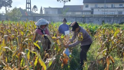 Dukung Ketahanan Pangan Nasional: Polresta Malang Kota dan Gapoktan Panen 2,5 Ton Jagung