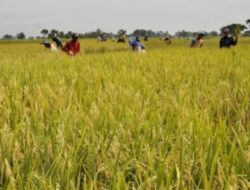 Panen Raya Diprediksi Lebih Luas, Jombang Siap Perkuat Ketahanan Pangan Nasional
