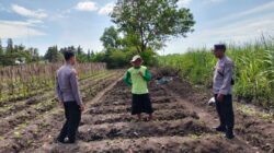 Dampingi Masyarakat Berkebun, Bhabinkamtibmas Berkolaborasi dengan Petani Dukung Pemerintah Wujudkan Ketahanan Pangan