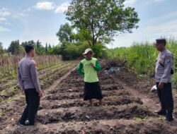 Dampingi Masyarakat Berkebun, Bhabinkamtibmas Berkolaborasi dengan Petani Dukung Pemerintah Wujudkan Ketahanan Pangan
