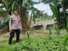 Dukung Ketahanan Pangan, Bhabinkamtibmas Pulorejo Sambangi Petani Jagung dan Kacang tanah