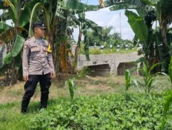 Dukung Ketahanan Pangan, Bhabinkamtibmas Pulorejo Sambangi Petani Jagung dan Kacang tanah