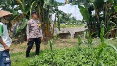 Dukung Ketahanan Pangan, Bhabinkamtibmas Pulorejo Sambangi Petani Jagung dan Kacang tanah
